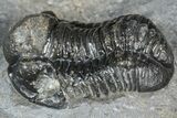 Detailed Gerastos Trilobite Fossil - Morocco #363945-3